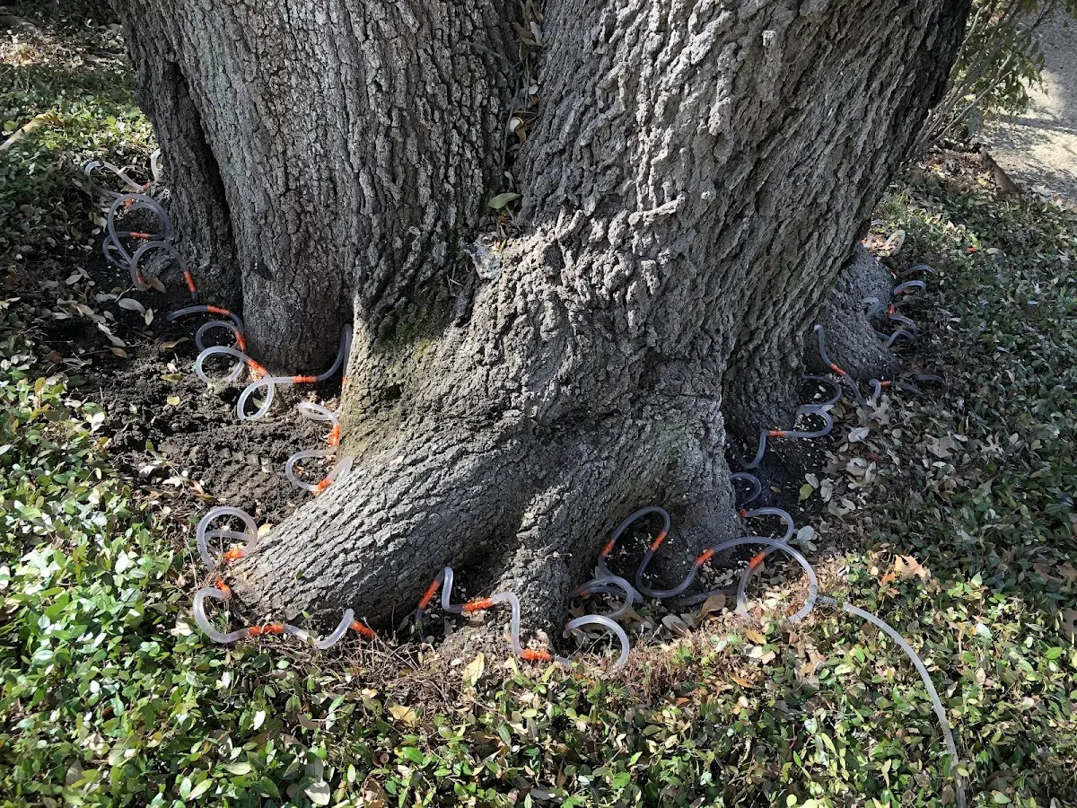 Detailed Shrub and Hedge Trimming job site in Edmond