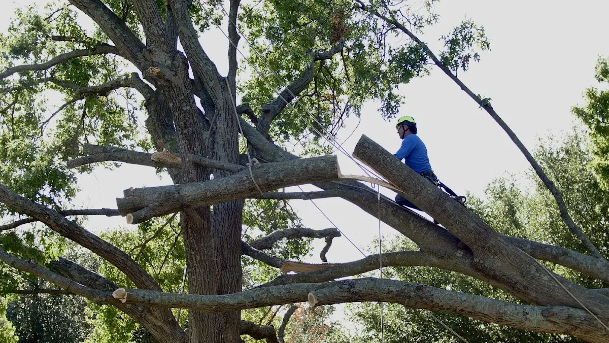 Professional Crown Thinning performed by certified arborists in Edmond