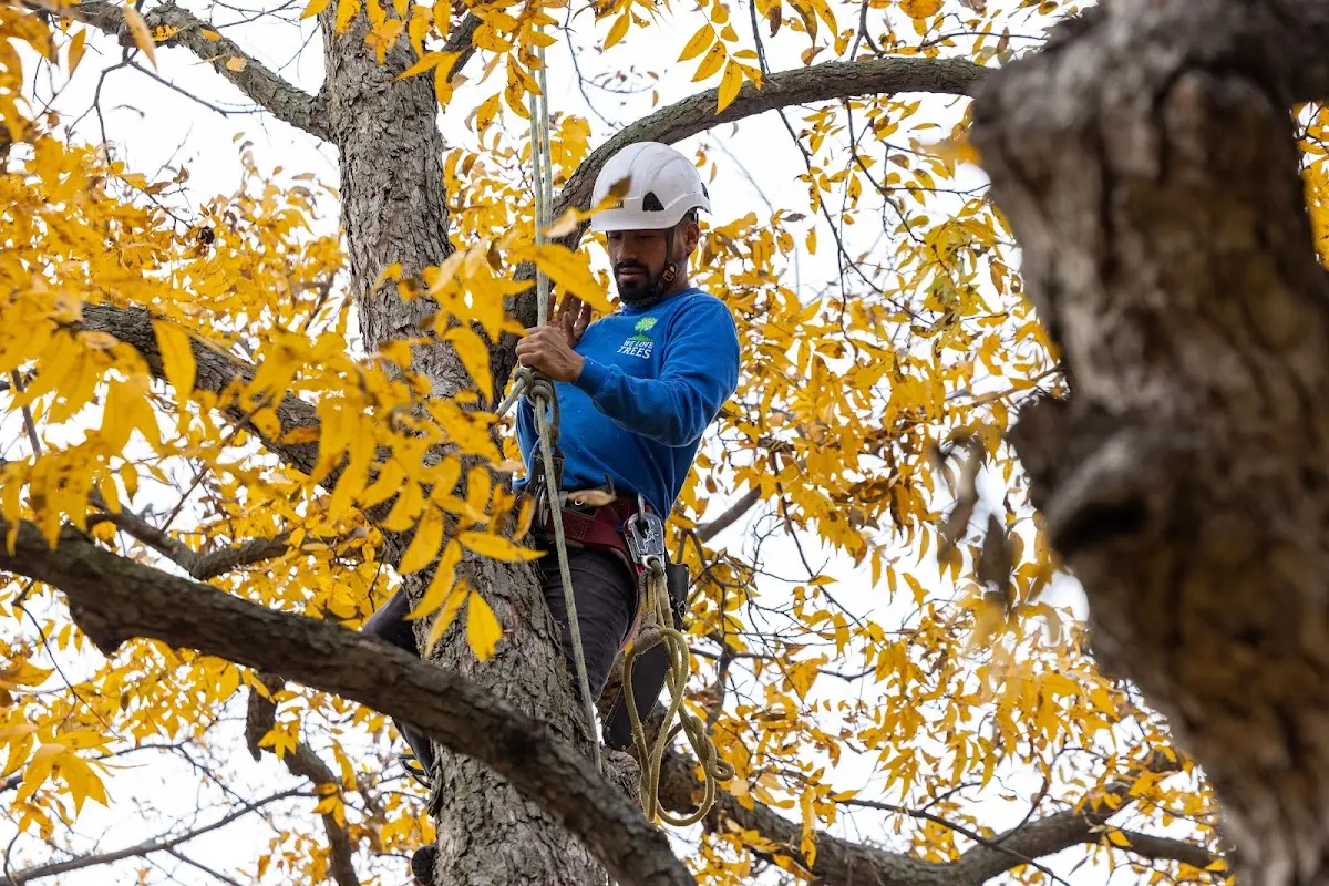 Skilled Tree Pruning crew working in Edmond
