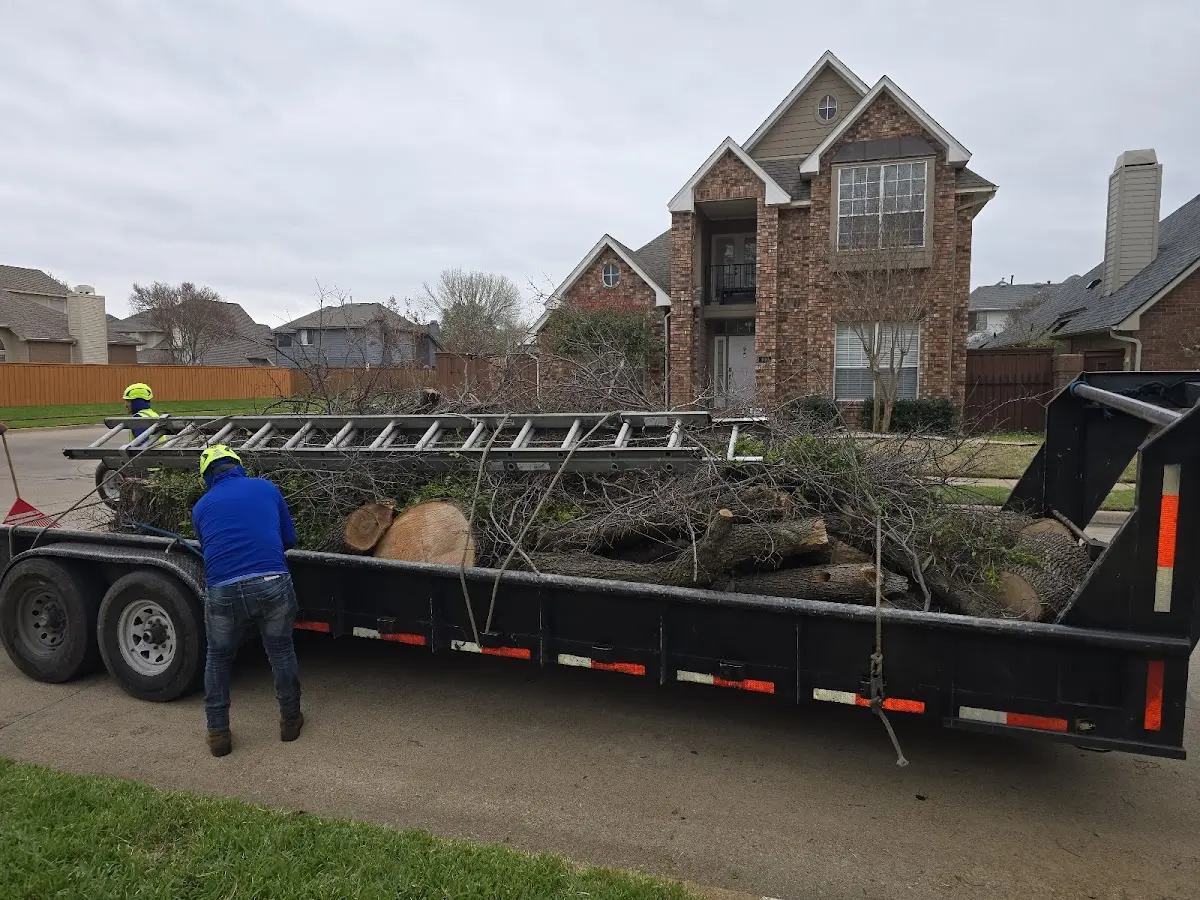 Expert Deadwooding with proper safety equipment in Edmond